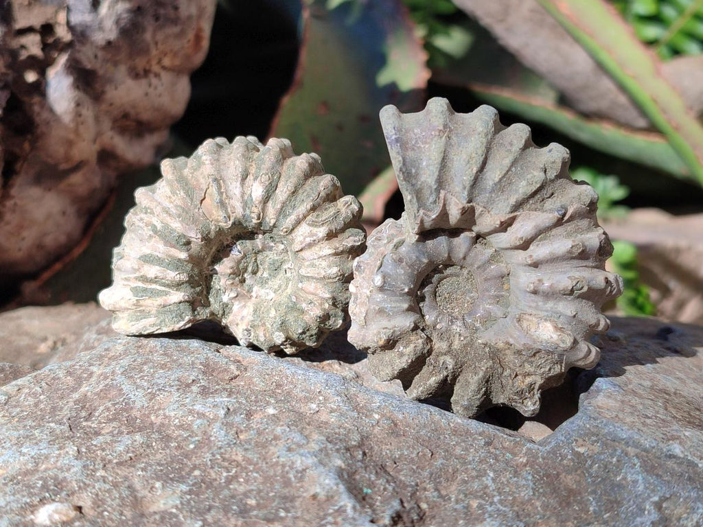 Natural Douvilleiceras Ammonite Fossils x 12 From Maintirano, Madagascar - Toprock Gemstones and Minerals 