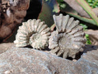 Natural Douvilleiceras Ammonite Fossils x 12 From Maintirano, Madagascar - Toprock Gemstones and Minerals 