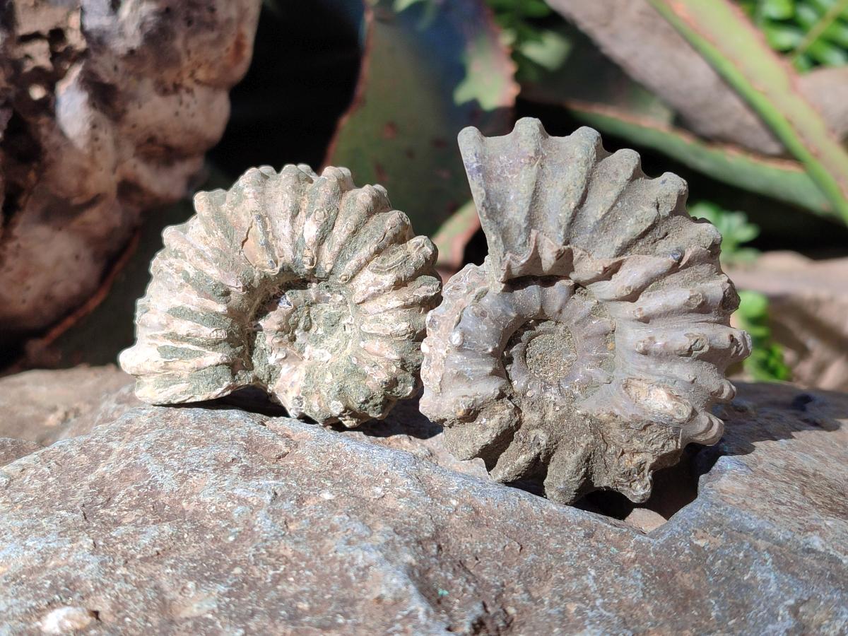 Natural Douvilleiceras Ammonite Fossils x 12 From Maintirano, Madagascar - Toprock Gemstones and Minerals 