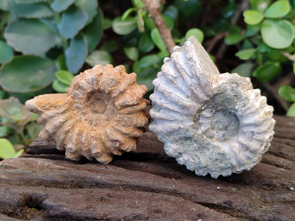 Natural Douvilleiceras Ammonite Fossils x 12 From Maintirano, Madagascar - Toprock Gemstones and Minerals 