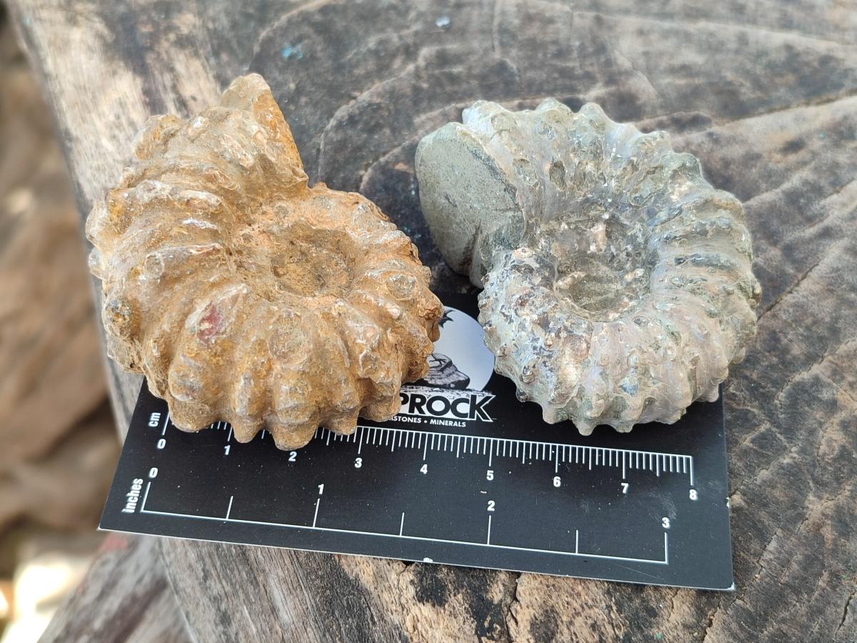 Natural Douvilleiceras Ammonite Fossils x 12 From Maintirano, Madagascar - Toprock Gemstones and Minerals 