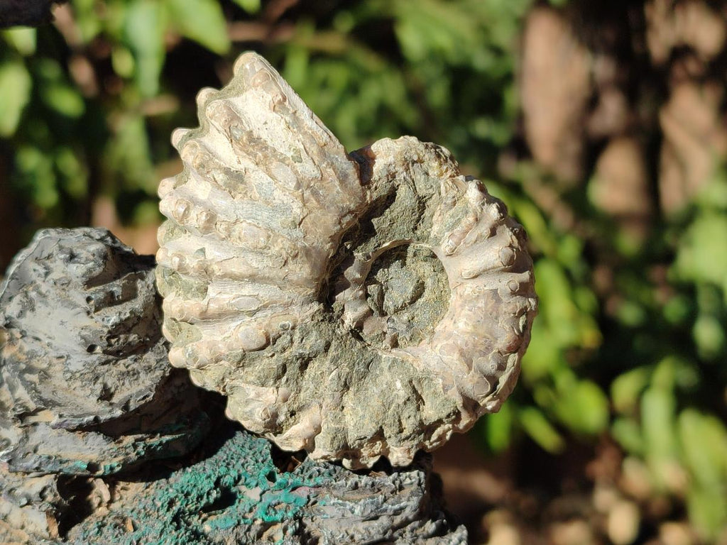 Natural Douvilleiceras Ammonite Fossils x 12 From Maintirano, Madagascar - Toprock Gemstones and Minerals 