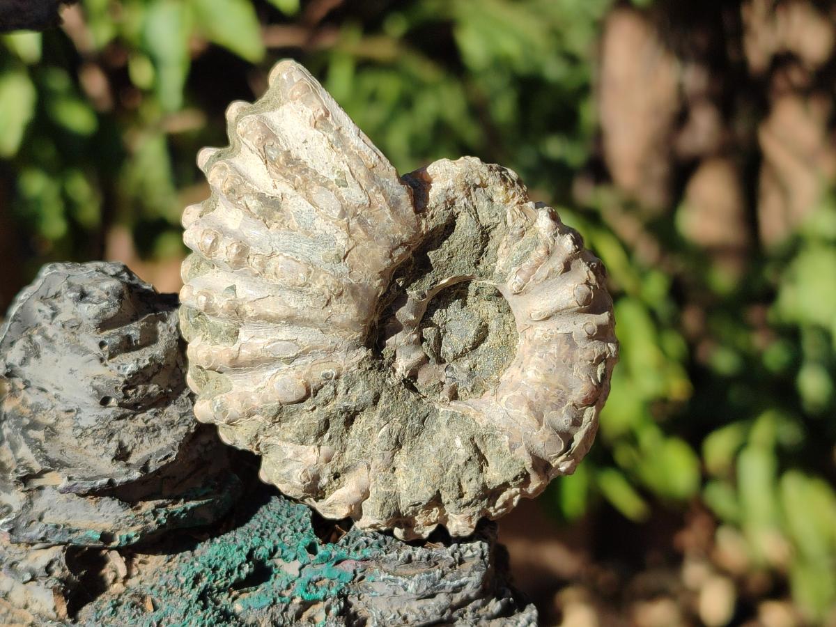 Natural Douvilleiceras Ammonite Fossils x 12 From Maintirano, Madagascar - Toprock Gemstones and Minerals 