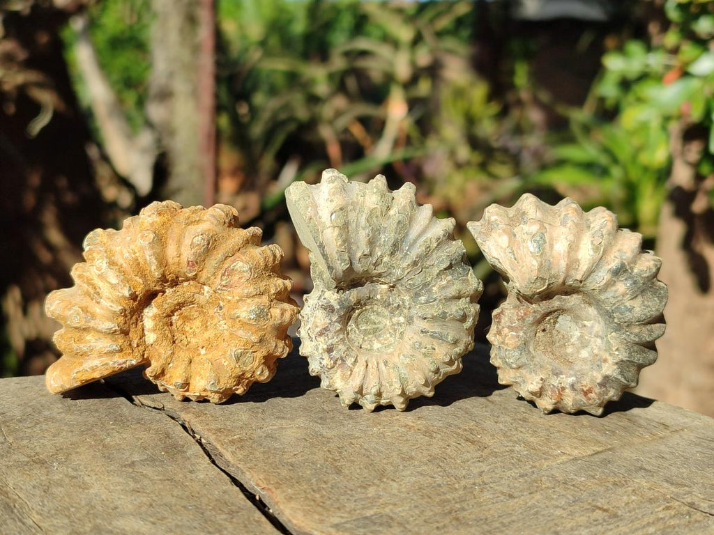 Natural Douvilleiceras Ammonite Fossils x 12 From Maintirano, Madagascar - Toprock Gemstones and Minerals 