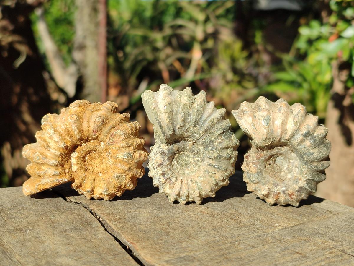 Natural Douvilleiceras Ammonite Fossils x 12 From Maintirano, Madagascar - Toprock Gemstones and Minerals 