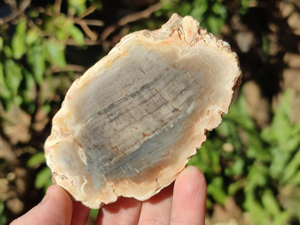 Polished Red Podocarpus Petrified Wood Slices x 17 From Marovoay, Madagascar