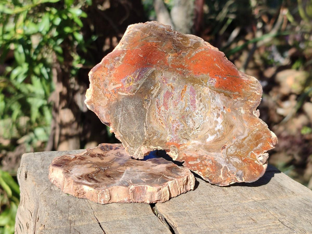 Polished Red Podocarpus Petrified Wood Slices x 17 From Marovoay, Madagascar