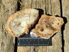 Polished Red Podocarpus Petrified Wood Slices x 17 From Marovoay, Madagascar