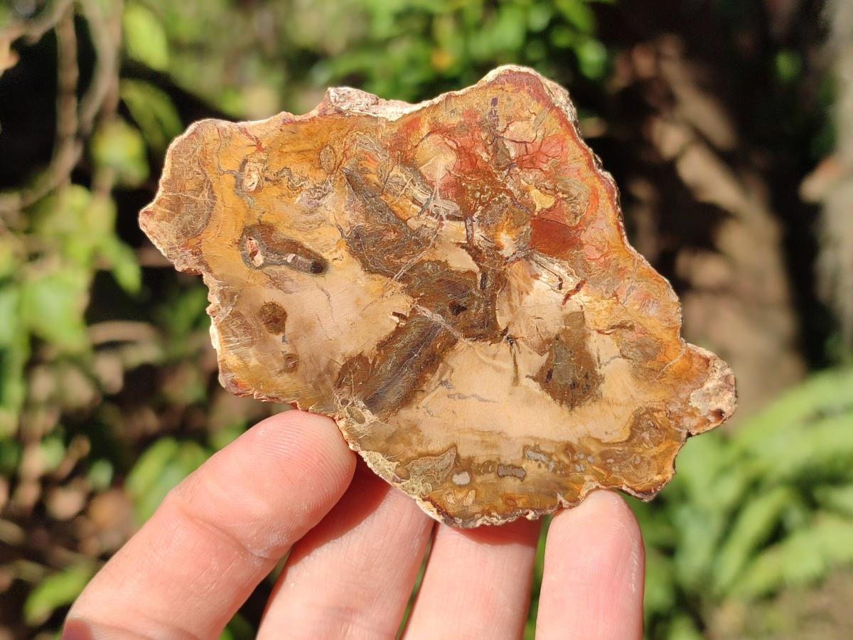 Polished Red Podocarpus Petrified Wood Slices x 17 From Marovoay, Madagascar