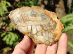 Polished Red Podocarpus Petrified Wood Slices x 17 From Marovoay, Madagascar