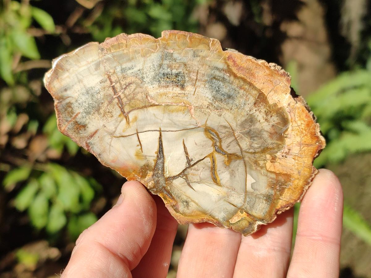 Polished Red Podocarpus Petrified Wood Slices x 17 From Marovoay, Madagascar
