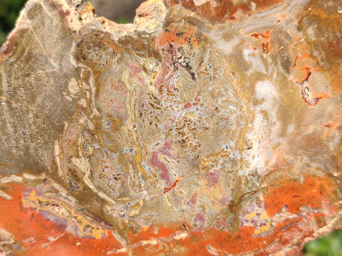 Polished Red Podocarpus Petrified Wood Slices x 17 From Marovoay, Madagascar