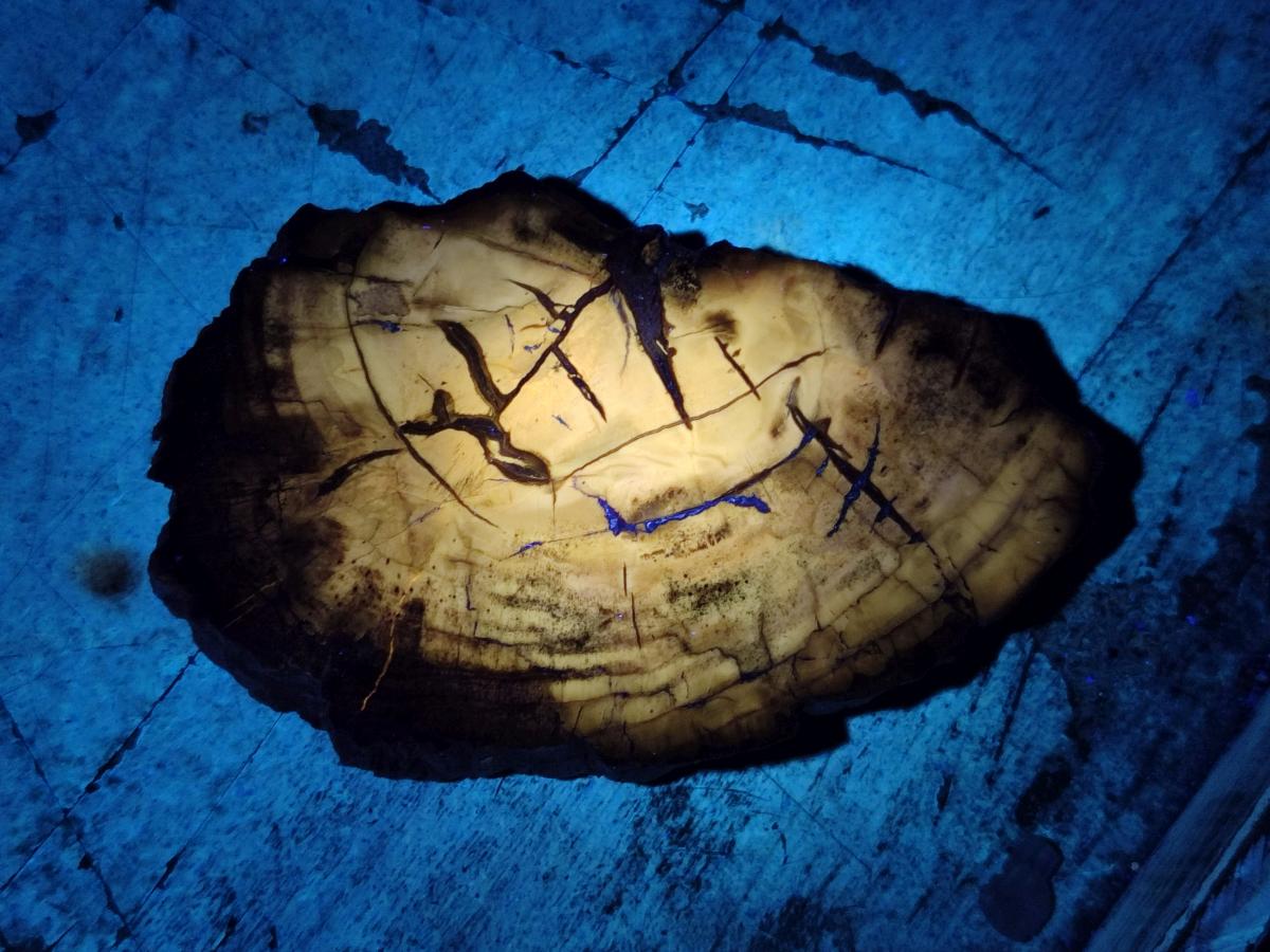 Polished Red Podocarpus Petrified Wood Slices x 17 From Marovoay, Madagascar