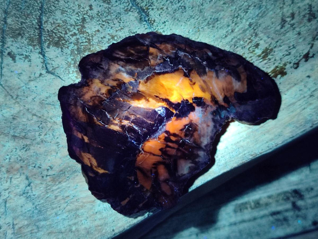 Polished Red Podocarpus Petrified Wood Slices x 17 From Marovoay, Madagascar