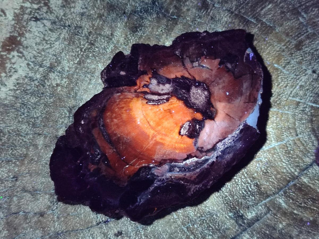 Polished Red Podocarpus Petrified Wood Slices x 17 From Marovoay, Madagascar
