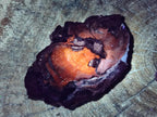 Polished Red Podocarpus Petrified Wood Slices x 17 From Marovoay, Madagascar