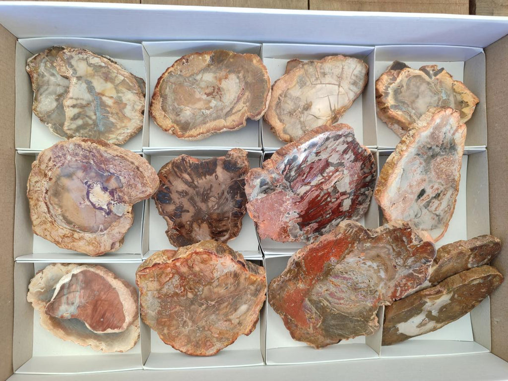 Polished Red Podocarpus Petrified Wood Slices x 17 From Marovoay, Madagascar