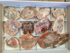Polished Red Podocarpus Petrified Wood Slices x 17 From Marovoay, Madagascar