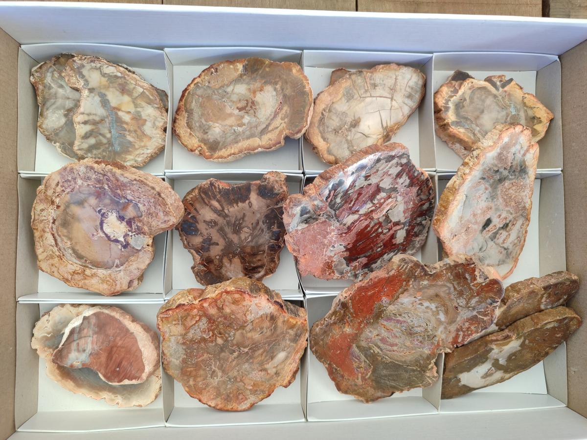 Polished Red Podocarpus Petrified Wood Slices x 17 From Marovoay, Madagascar
