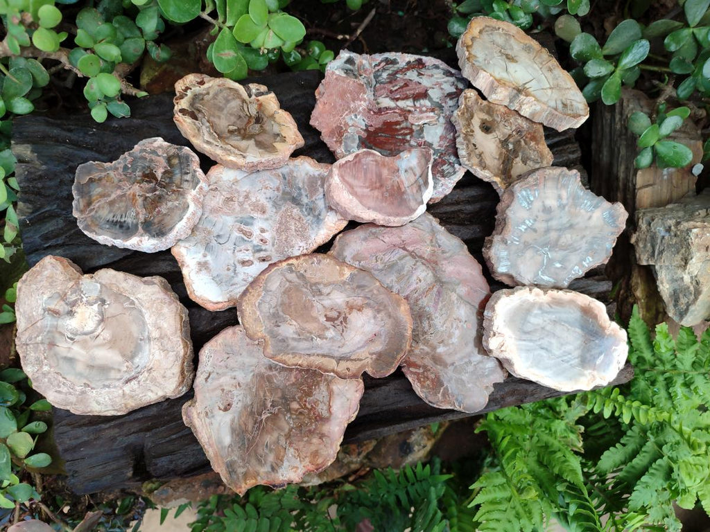 Polished Red Podocarpus Petrified Wood Slices x 17 From Marovoay, Madagascar