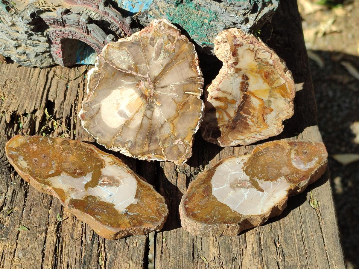 Polished Red Podocarpus Petrified Wood Slices x 17 From Marovoay, Madagascar