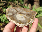 Polished Red Podocarpus Petrified Wood Slices x 17 From Marovoay, Madagascar