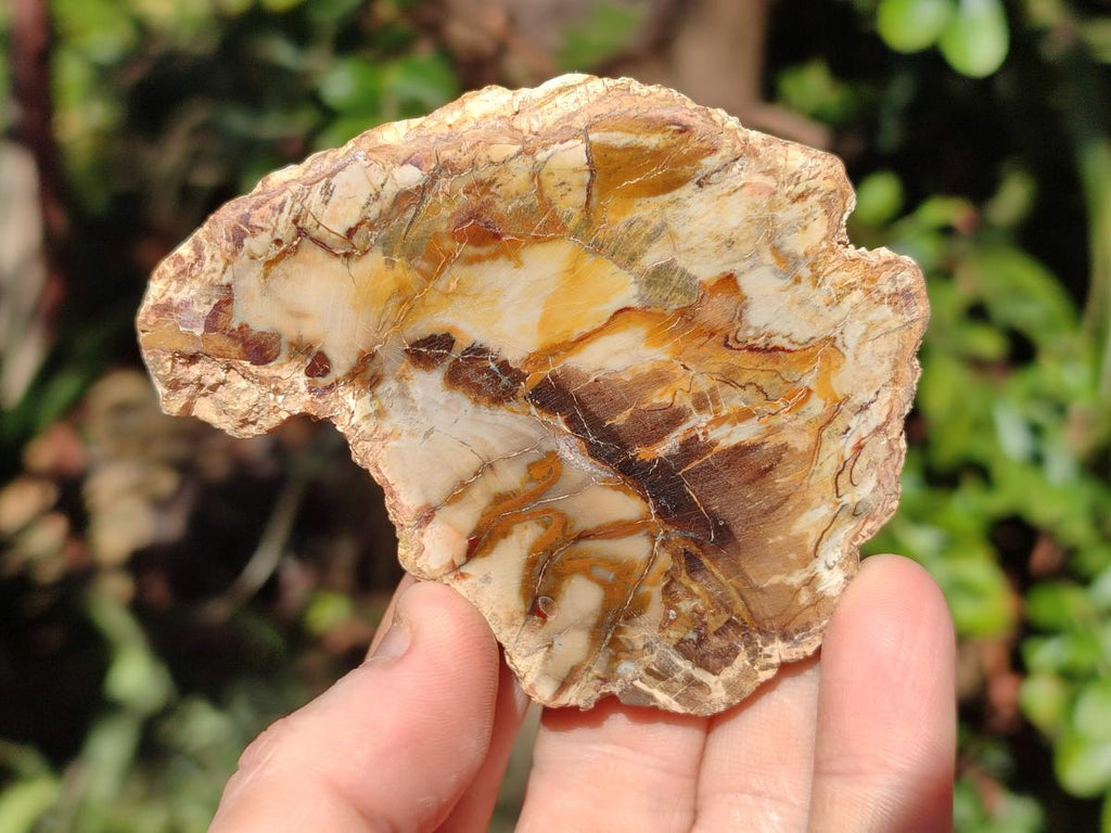 Polished Red Podocarpus Petrified Wood Slices x 17 From Marovoay, Madagascar