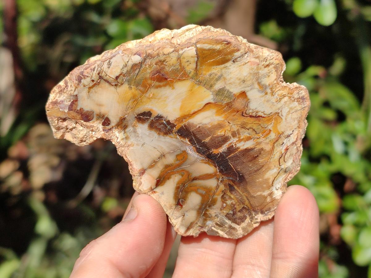 Polished Red Podocarpus Petrified Wood Slices x 17 From Marovoay, Madagascar