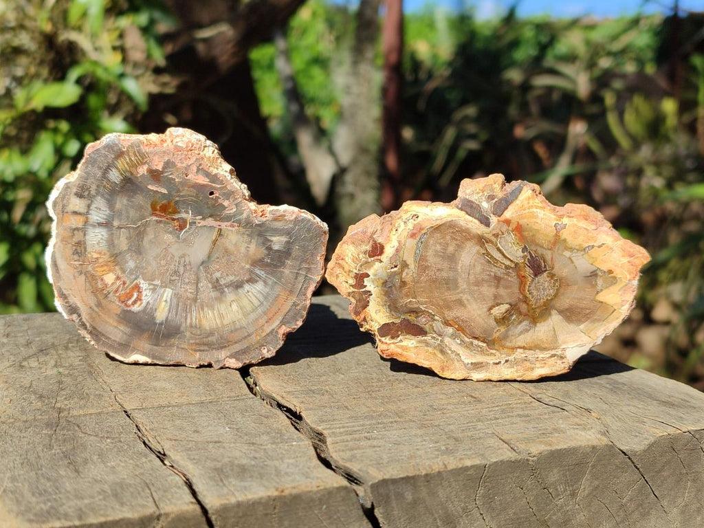 Polished Red Podocarpus Petrified Wood Slices x 17 From Marovoay, Madagascar