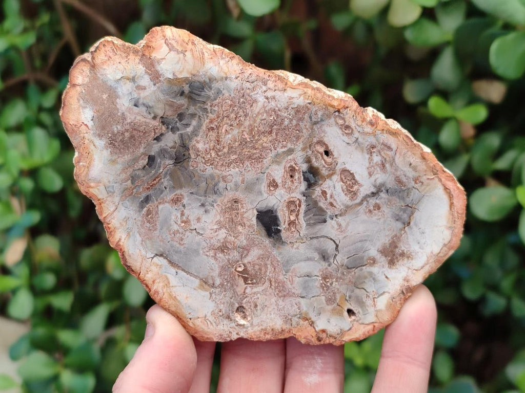 Polished Red Podocarpus Petrified Wood Slices x 17 From Marovoay, Madagascar