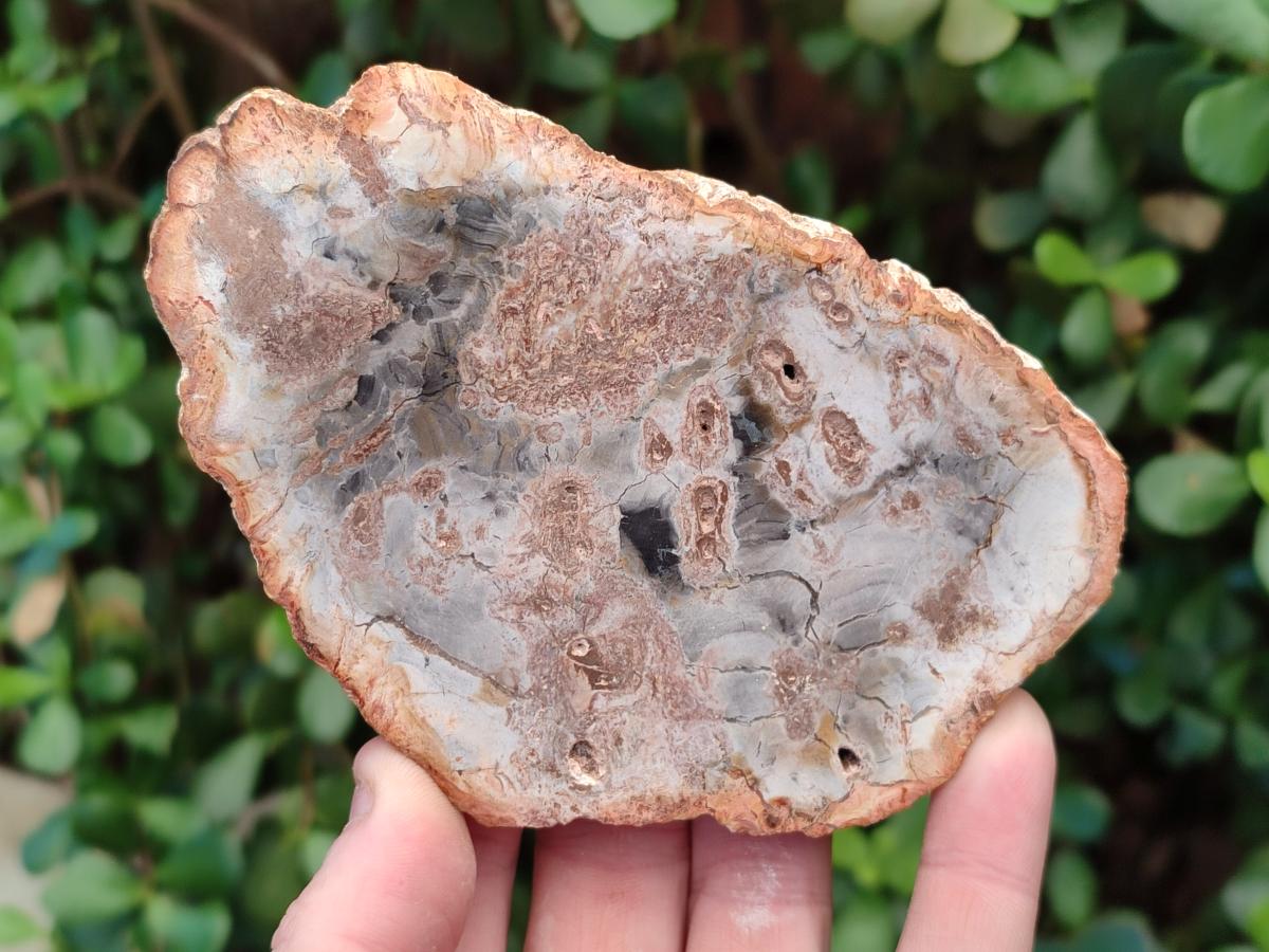 Polished Red Podocarpus Petrified Wood Slices x 17 From Marovoay, Madagascar