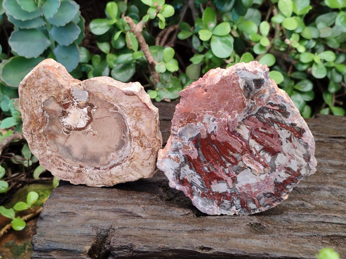 Polished Red Podocarpus Petrified Wood Slices x 17 From Marovoay, Madagascar