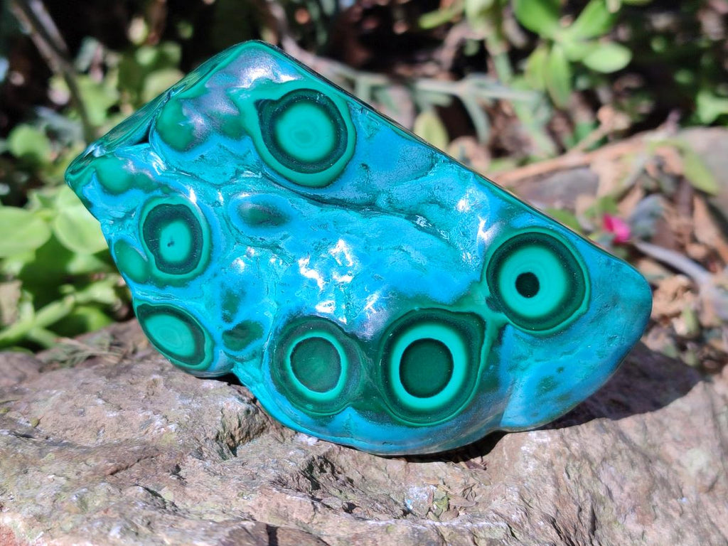 Polished Malacolla Free Forms x 3 From Kulukuluku, Congo