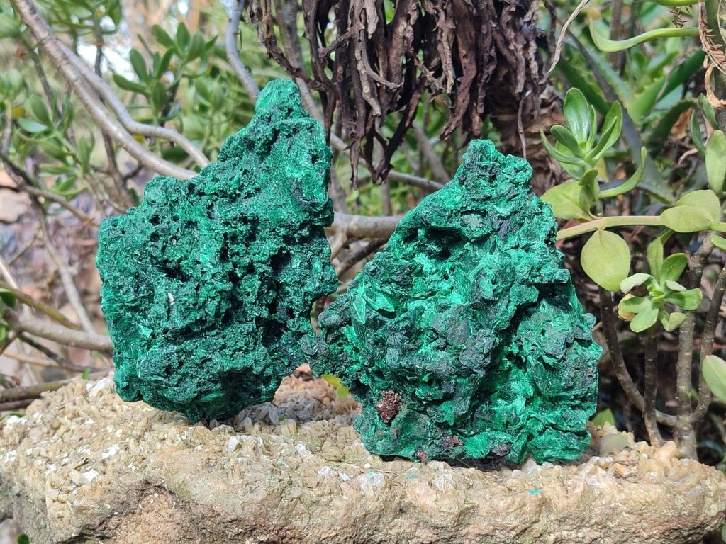 Natural Silky Malachite Cabinet Size Specimens x 2 From Kasompe, Congo