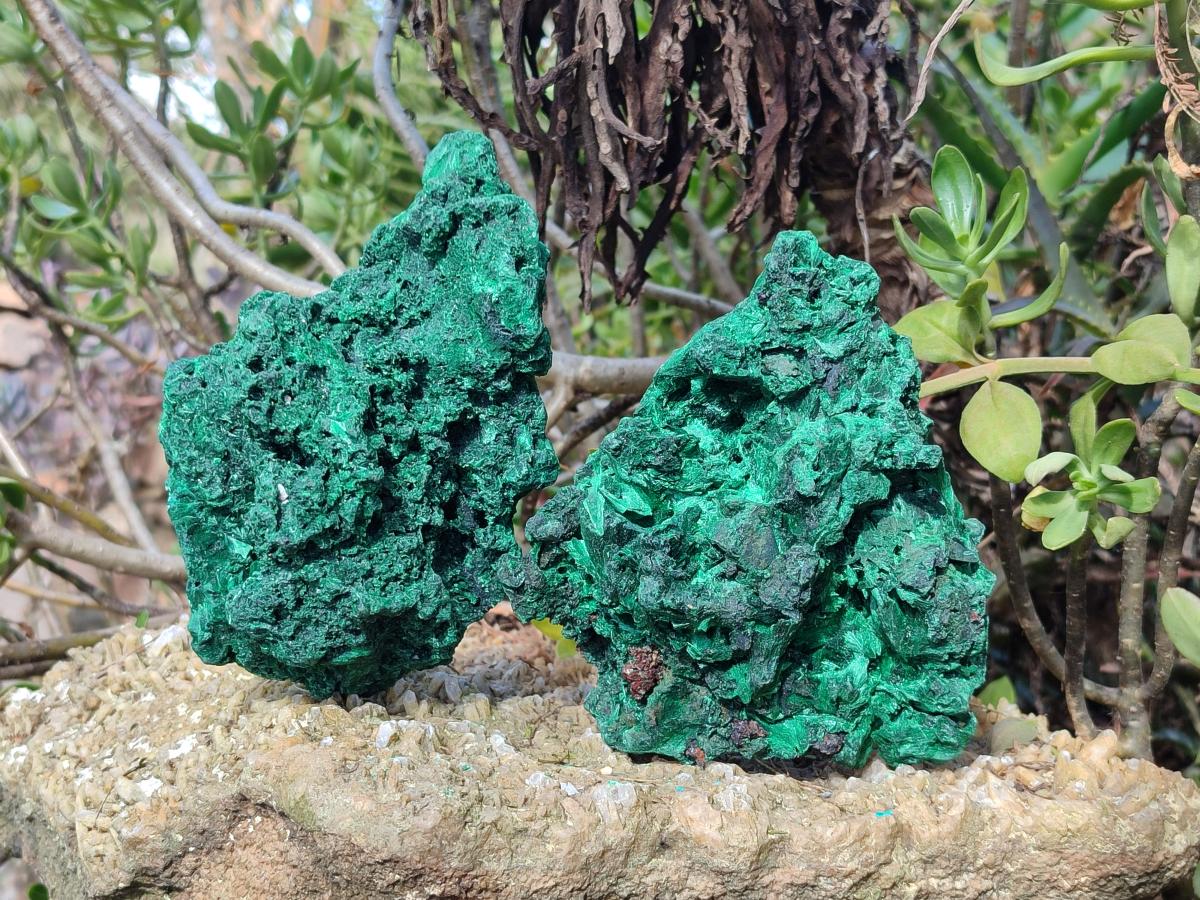 Natural Silky Malachite Cabinet Size Specimens x 2 From Kasompe, Congo