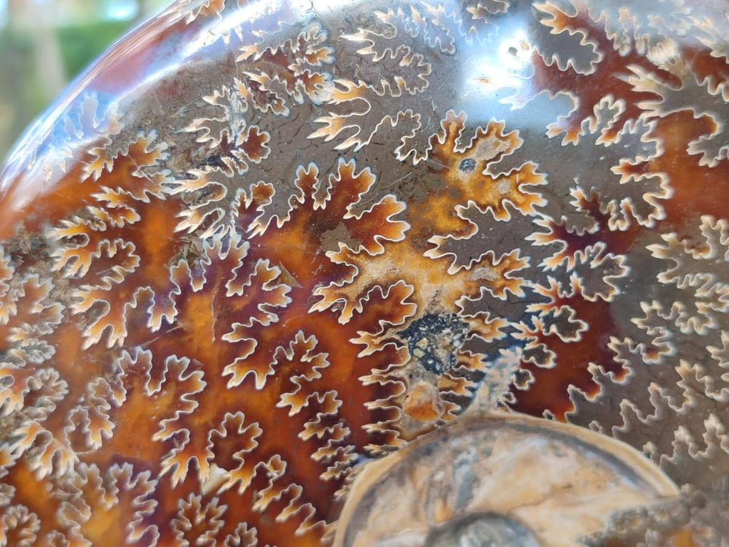 Polished Large Whole Opalized "Jigsaw" Cleoniceras Ammonite Fossil x 1 From Tulear, Madagascar