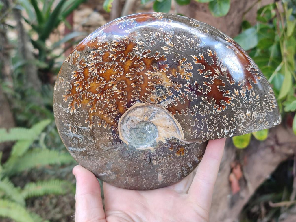 Polished Large Whole Opalized "Jigsaw" Cleoniceras Ammonite Fossil x 1 From Tulear, Madagascar