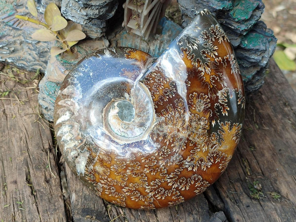 Polished Large Whole Opalized "Jigsaw" Cleoniceras Ammonite Fossil x 1 From Tulear, Madagascar