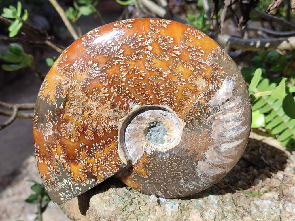 Polished Large Whole Opalized "Jigsaw" Cleoniceras Ammonite Fossil x 1 From Tulear, Madagascar