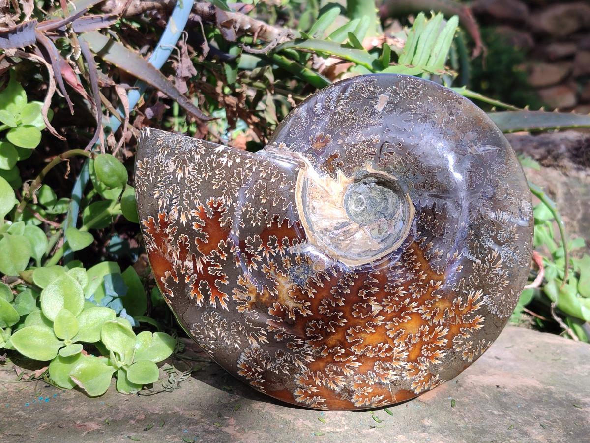 Polished Large Whole Opalized "Jigsaw" Cleoniceras Ammonite Fossil x 1 From Tulear, Madagascar
