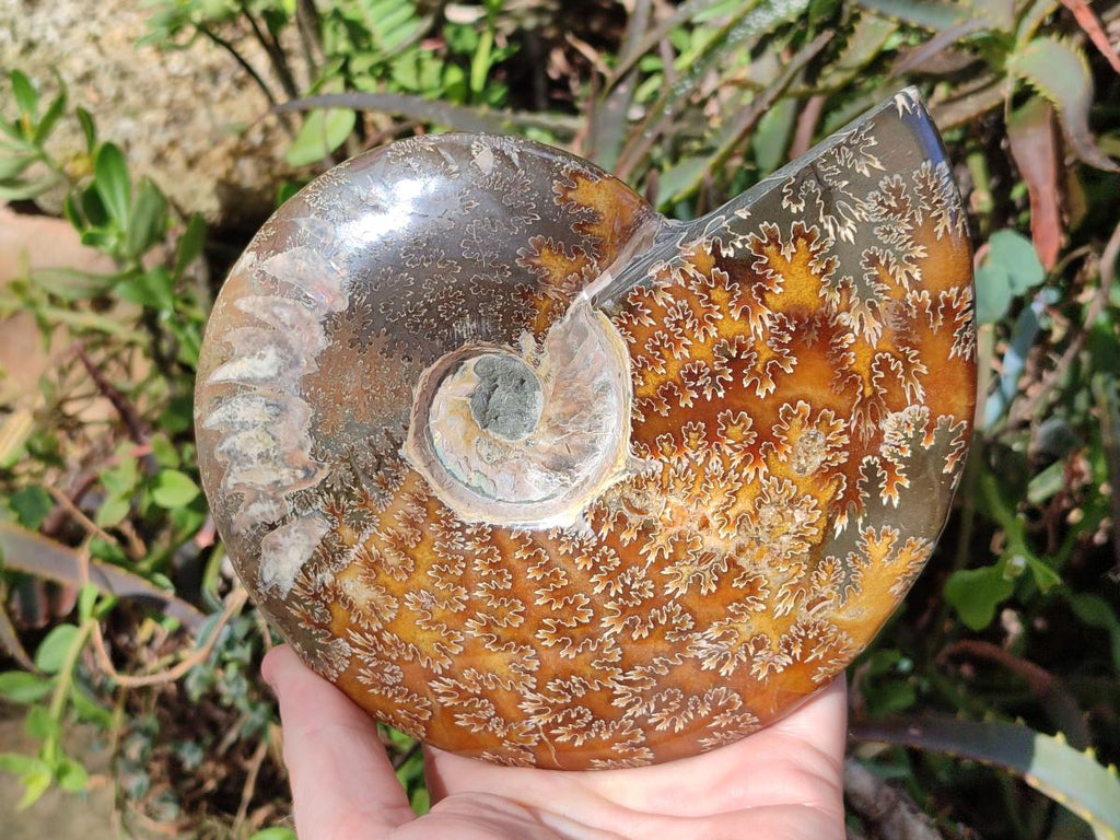 Polished Large Whole Opalized "Jigsaw" Cleoniceras Ammonite Fossil x 1 From Tulear, Madagascar