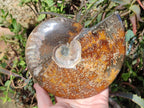 Polished Large Whole Opalized "Jigsaw" Cleoniceras Ammonite Fossil x 1 From Tulear, Madagascar