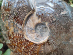 Polished Large Whole Opalized "Jigsaw" Cleoniceras Ammonite Fossil x 1 From Tulear, Madagascar
