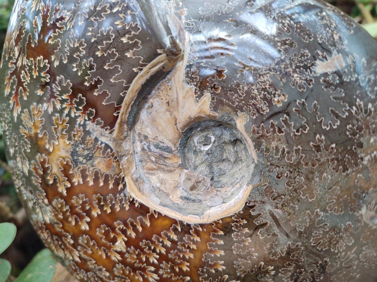 Polished Large Whole Opalized "Jigsaw" Cleoniceras Ammonite Fossil x 1 From Tulear, Madagascar