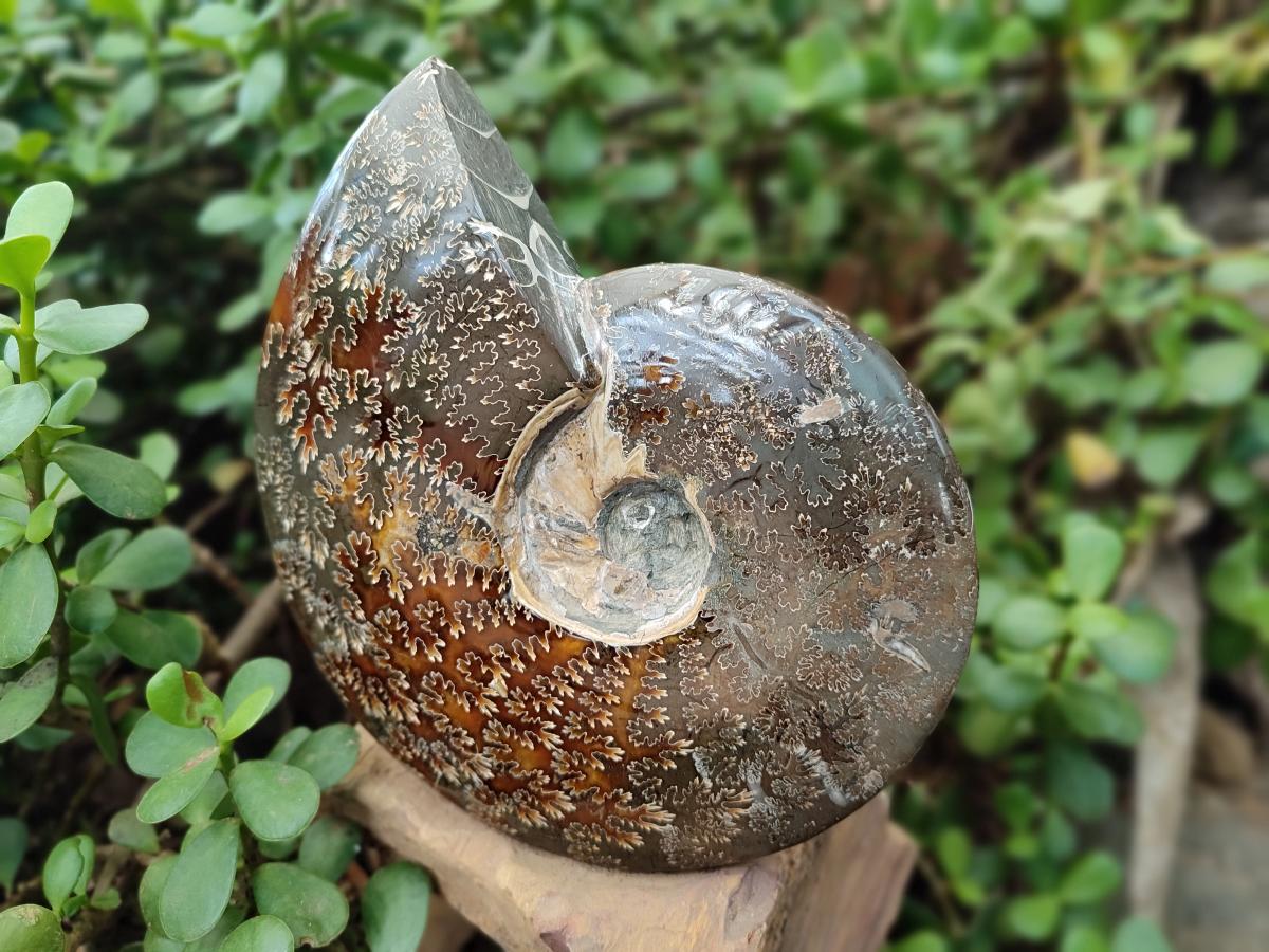 Polished Large Whole Opalized "Jigsaw" Cleoniceras Ammonite Fossil x 1 From Tulear, Madagascar