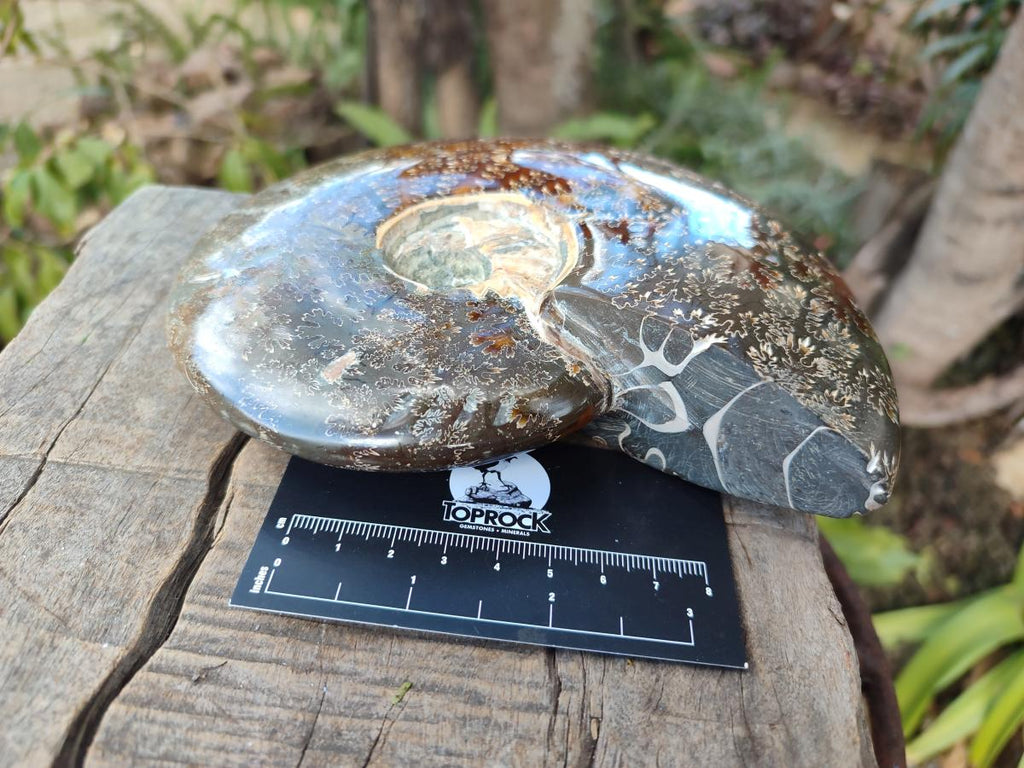 Polished Large Whole Opalized "Jigsaw" Cleoniceras Ammonite Fossil x 1 From Tulear, Madagascar