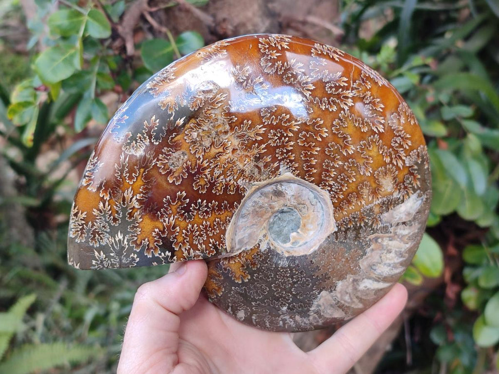Polished Large Whole Opalized "Jigsaw" Cleoniceras Ammonite Fossil x 1 From Tulear, Madagascar