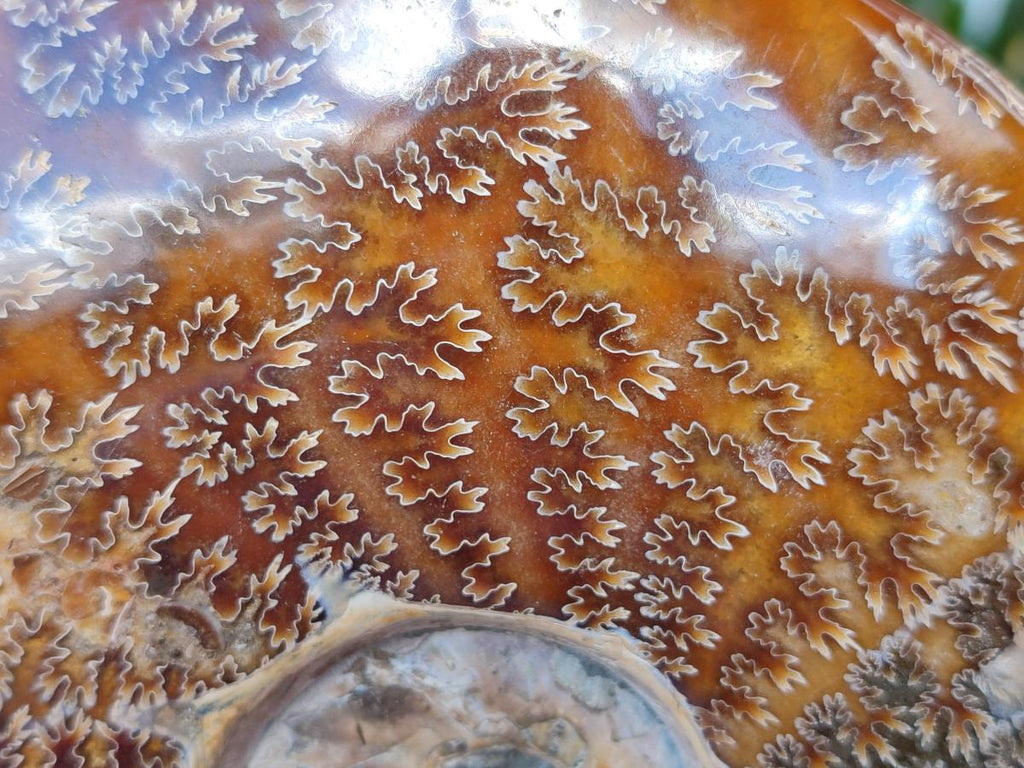 Polished Large Whole Opalized "Jigsaw" Cleoniceras Ammonite Fossil x 1 From Tulear, Madagascar