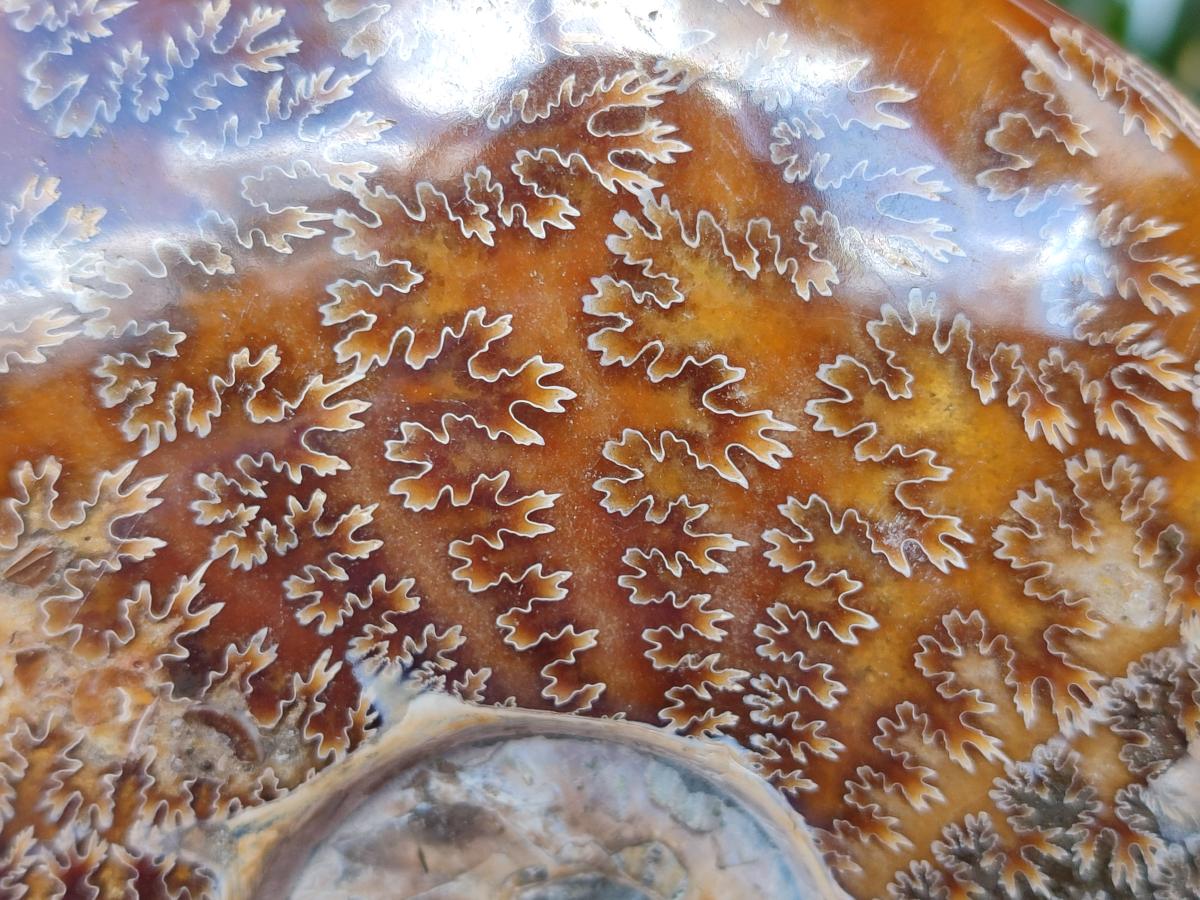 Polished Large Whole Opalized "Jigsaw" Cleoniceras Ammonite Fossil x 1 From Tulear, Madagascar