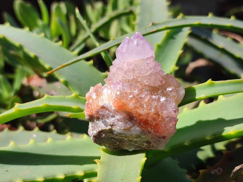 Natural Spirit Amethyst Clusters x 20 From Boekenhouthoek, South Africa